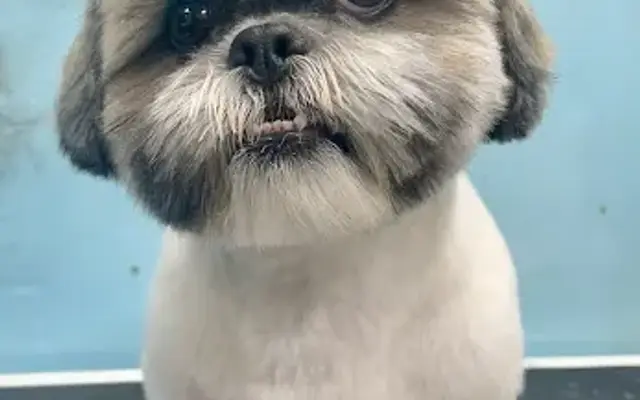 Fluffy Butts Pet Grooming in Round Rock, TX