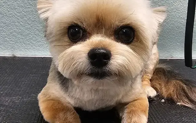 K-9 Designs Dog Grooming in Redding, CA