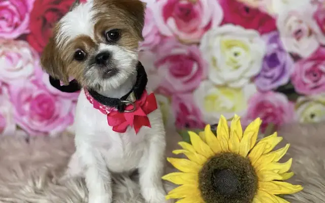 Keyda's Grooming Spot in Bronx, NY
