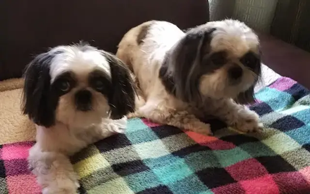 Noah's Ark Boarding & Grooming in New Braunfels, TX