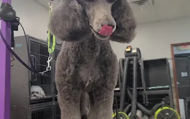 Doggy Dooz Pet Salon in Edmond, OK