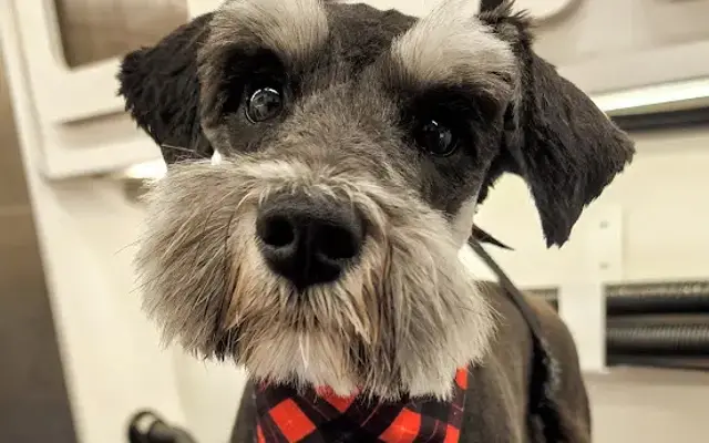 Unleashed Mobile Pet Grooming in Springville, UT