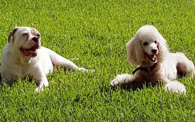 Haven's Bark Concierge Pet Services in Houston, TX
