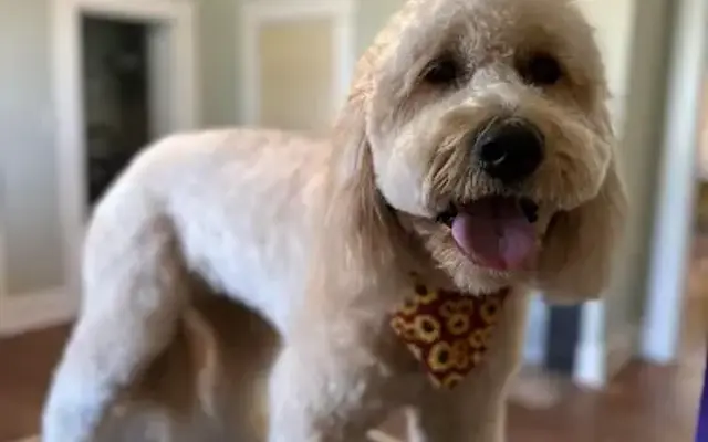 Alisha Pet Stylist in Anderson, SC