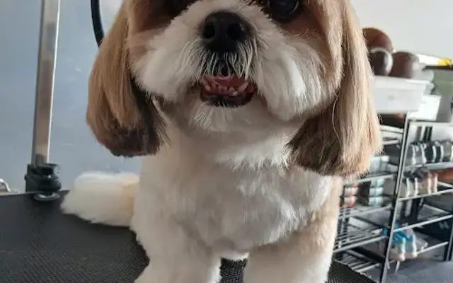 Fine Animal Grooming in Deerfield Beach, FL