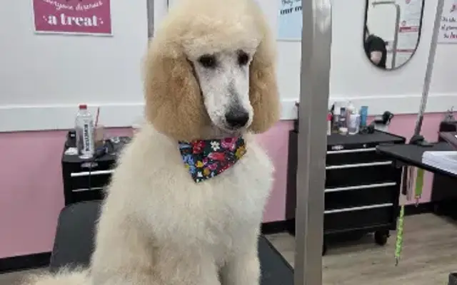 Woof Gang Bakery & Grooming Southlake in Southlake, TX