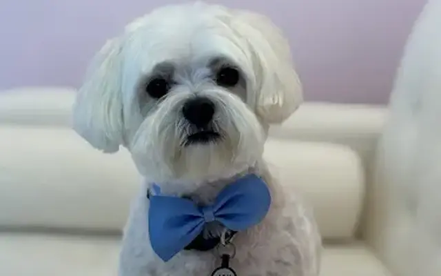 Coco's Pet Spa in Marble Falls, TX