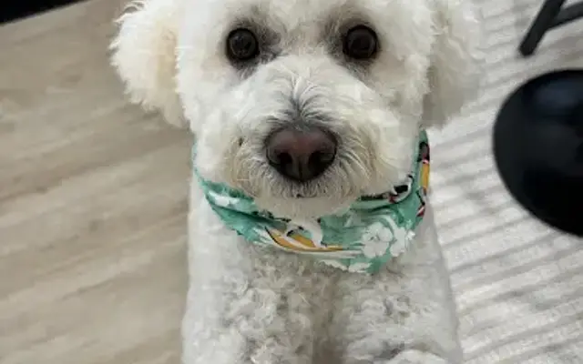 South County Grooming Co. in San Clemente, CA