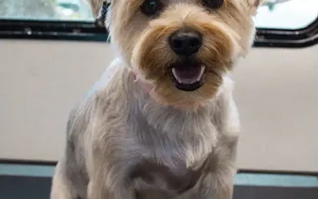 YoteCo Mobile Grooming in Apple Valley, CA