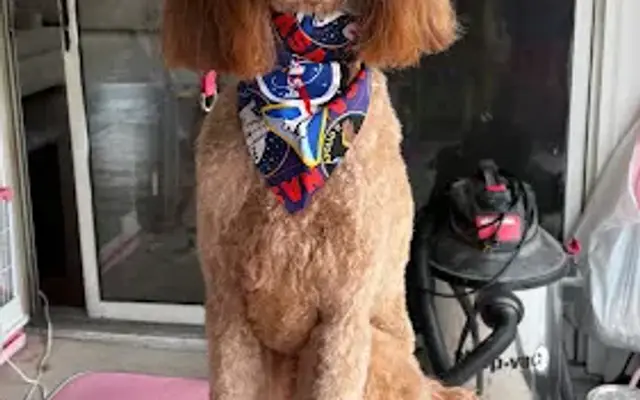 Picture Perfect Paws LLC in Glen Allen, VA