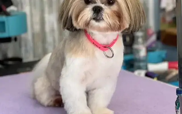Gentle Paws House Call Grooming in Woburn, MA