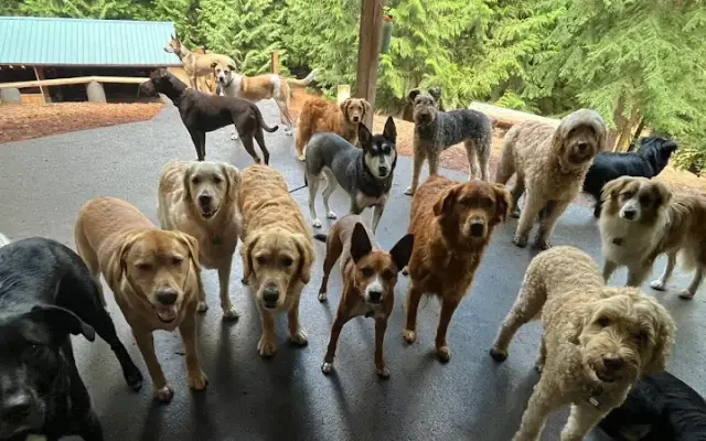 Camp Happy Paws in Bothell, WA