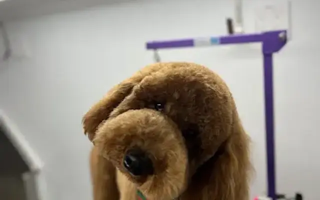Puppy Pawlor Mobile Grooming in Raleigh, NC