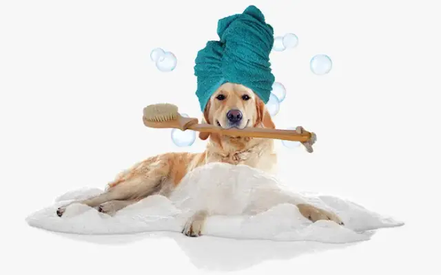Scissors-n-Suds Grooming in Summerville, SC