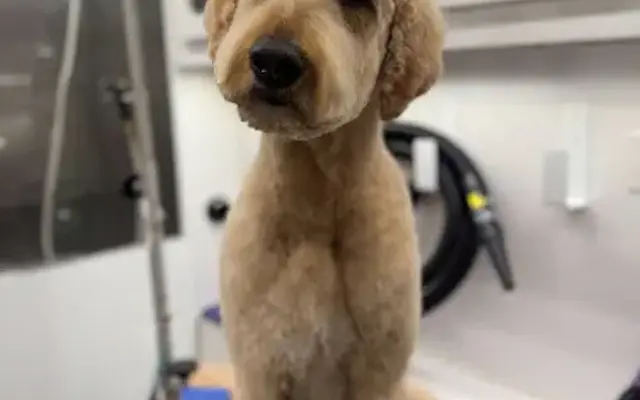 Tailored pup grooming in Nashville, TN