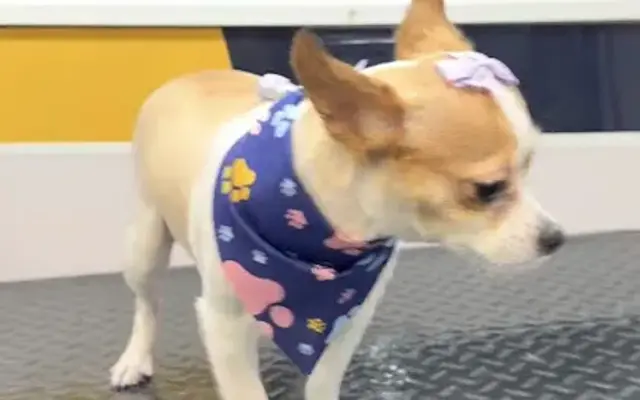 style royal pet grooming in Davie, FL