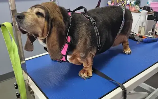 Lux Fur Pet Salon in Weldon Spring, MO