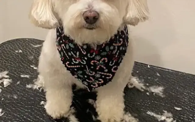 Happy Home Grooming in Randolph, NJ