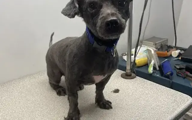 Pampered pups mobile pet grooming in Shorewood, IL