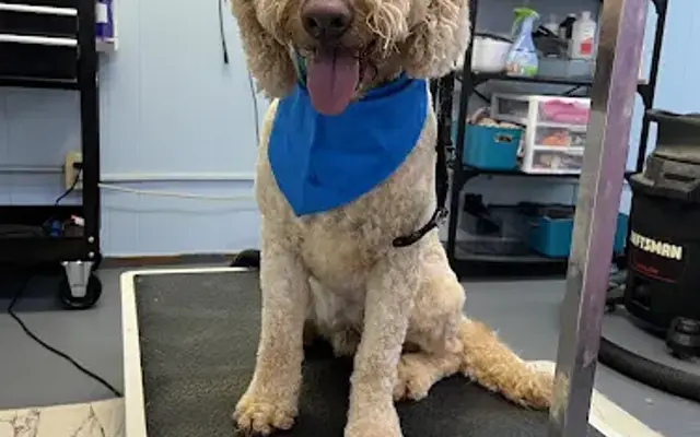 Pawsitive Pet Grooming in Lawndale, NC