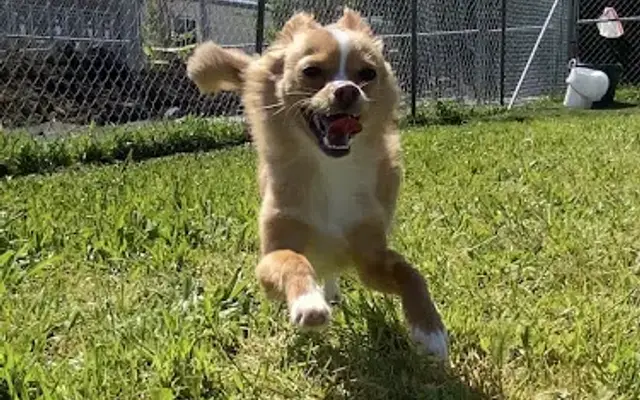 Happy Paws Kennels, Inc. in Dixon, CA