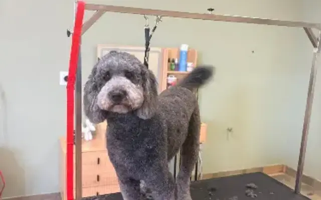 The Cajun Canine Grooming Salon LLC in Erath, LA
