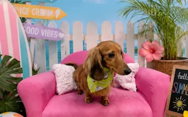 Woof Gang Bakery & Grooming Dadeland in Miami, FL