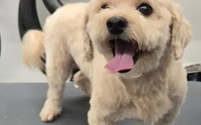 Classy Canines Mobile Grooming in Williamsburg, VA