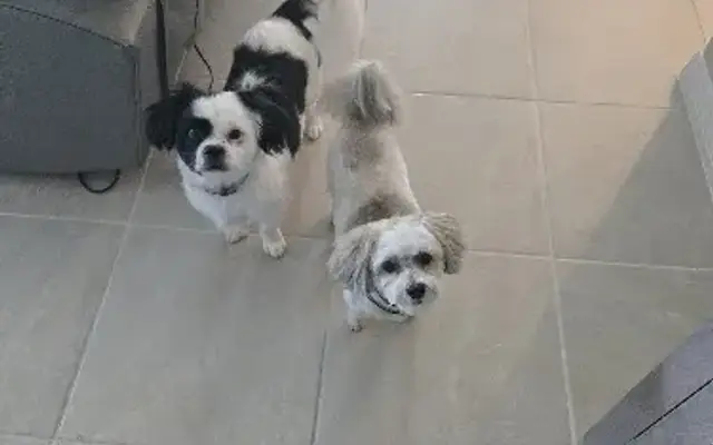 Sky’s Doggy Styles Mobile Grooming in Fort Myers, FL