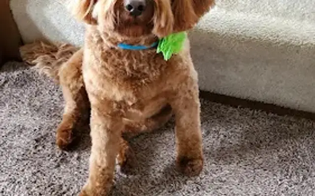 Pretty Paws Pet Grooming in Saukville, WI