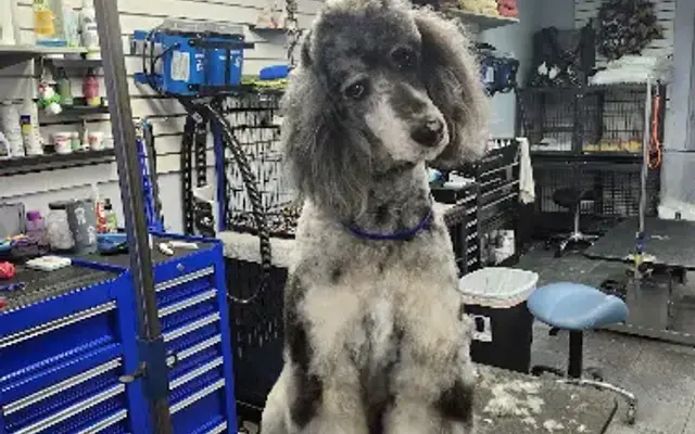Wagmore Pet Grooming in Warren, OH