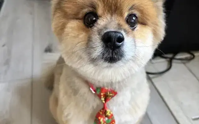 PetSmart Grooming in Orland Hills, IL