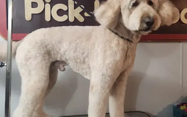 Shears Of Joy Dog Grooming in Calhoun, LA