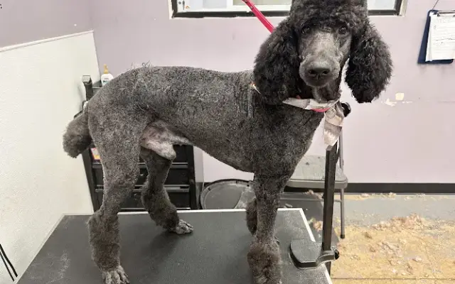 Linwoodd Grooming + Pet Resort in San Antonio, TX
