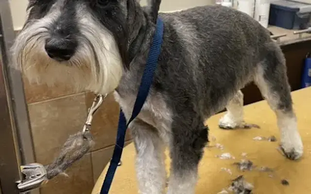 Kay's Pet Grooming in Valley Stream, NY