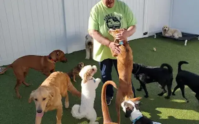 Dog Town & Kitty City in Howell, MI