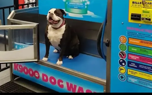 Wags N' Wiggles DIY Pet Wash in Bolivar, OH