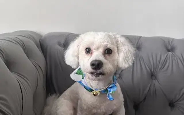 Angel Pet Grooming Gallery in Placentia, CA