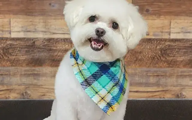 Snips and Wiggles Pet Grooming in New Windsor, NY