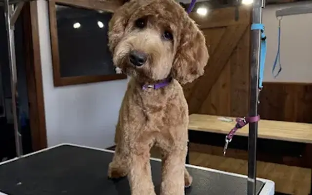 The Groomer Next Door LLC in Lynden, WA
