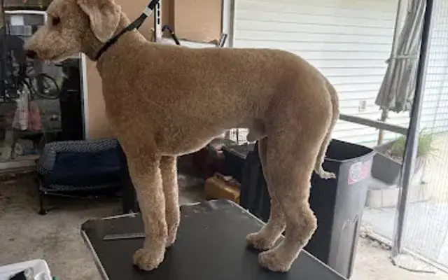 Furr-Ever Clean mobile pet spa in Orlando, FL