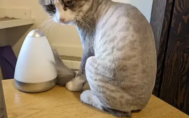 Soft Coats Mobile Grooming in Gilbert, AZ