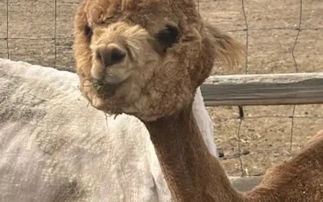TopKnot Alpaca Care in St Ignatius, MT