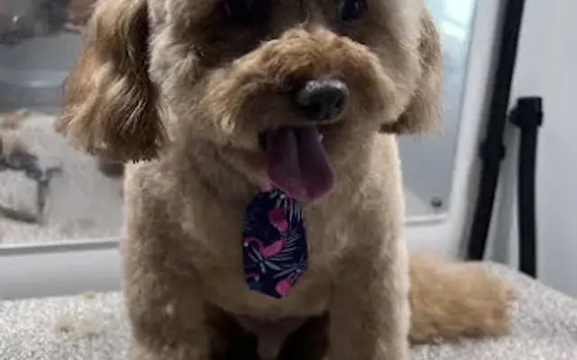 Furry Land Mobile Pet Grooming Miami in Palmetto Bay, FL