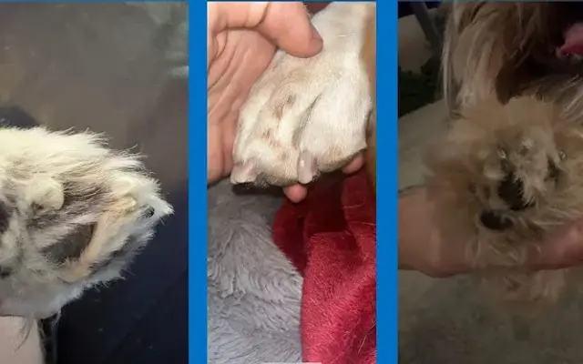 ManiPaw Mobile Doggy Spa in Mesa, AZ