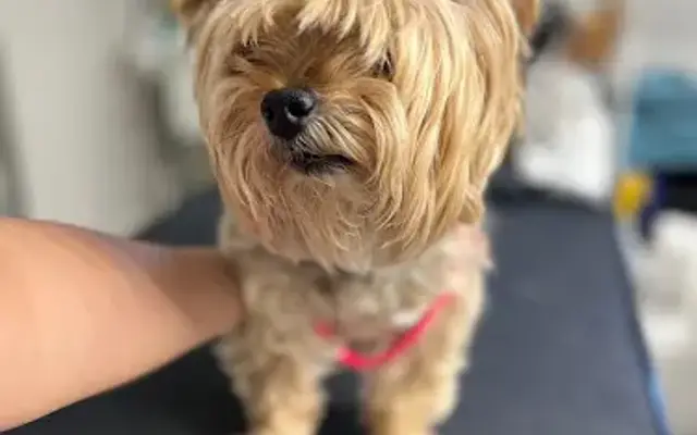 Fur Legged Friends, LLC in Syracuse, UT