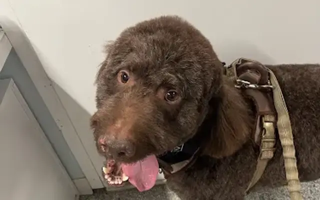 Pawsability Dog Club in Brooklyn, NY
