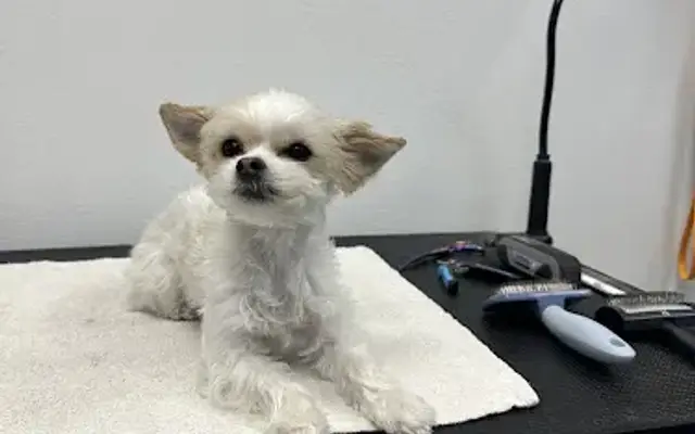 Pet Care Plus in Keller, TX