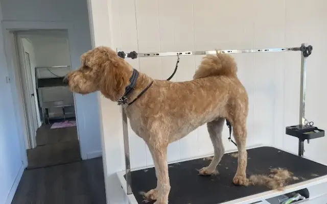 Double G Grooming and Pet Sitting in Charleston, IL