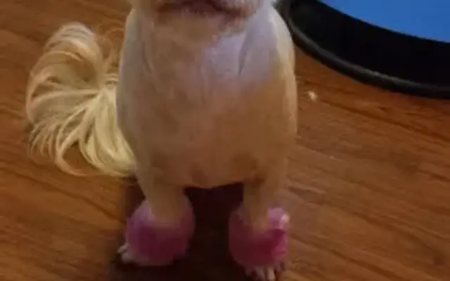 Carolyns Mutt Cutts in Kalamazoo, MI